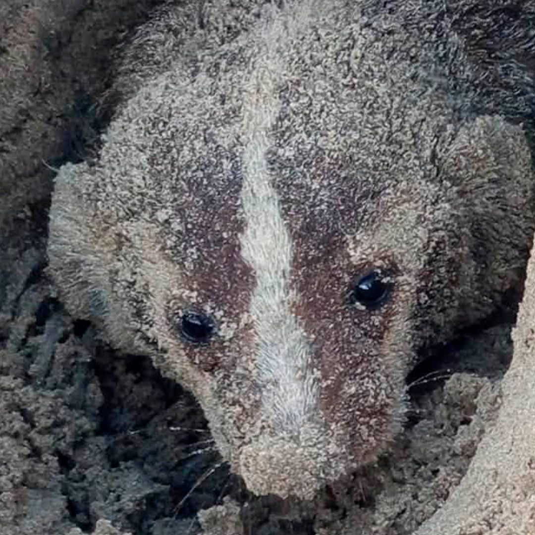 Avistamiento de Tejón Americano por Primera Vez en una Década en Playa Bagdad